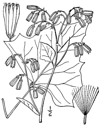 image of Nabalus albus, White Rattlesnake-root, Northern Rattlesnake-root, White Lettuce