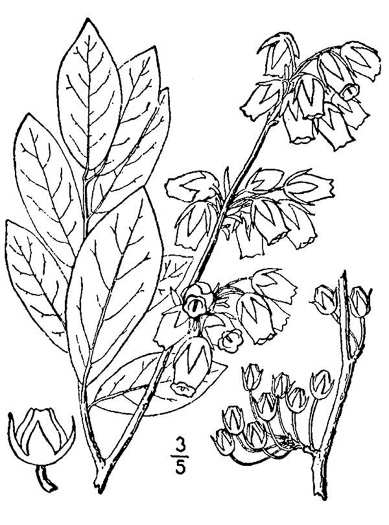 image of Lyonia mariana, Staggerbush, Large-flowered Fetterbush