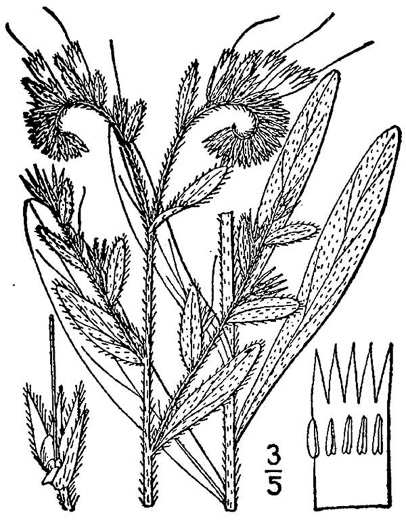 image of Lithospermum virginianum, Virginia Marbleseed, Virginia False Gromwell, Pineland Marbleseed