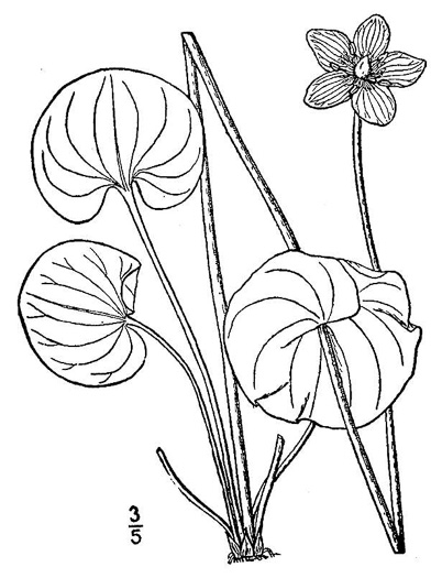 image of Parnassia asarifolia, Kidneyleaf Grass-of-Parnassus, Appalachian Grass-of-Parnassus, Brook Parnassia, Appalachian Parnassia