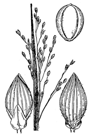 image of Dichanthelium depauperatum, Starved Witchgrass