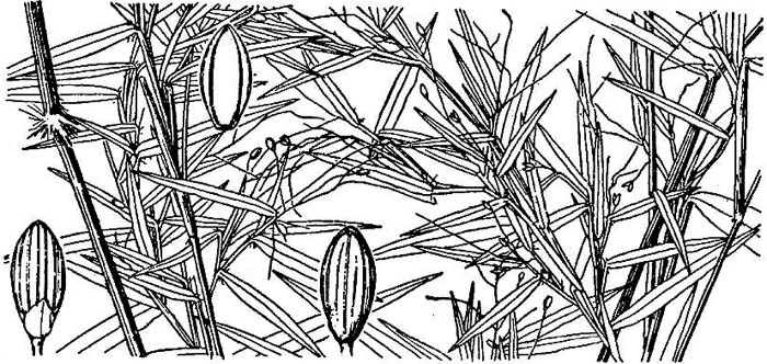 image of Dichanthelium microcarpon, Small-fruited Witchgrass