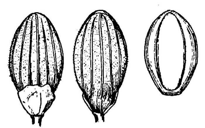 image of Dichanthelium neuranthum, Nerved Witchgrass