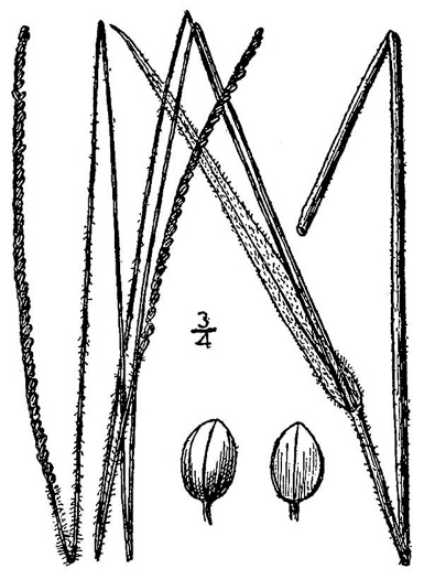 image of Paspalum setaceum var. muhlenbergii, thin paspalum