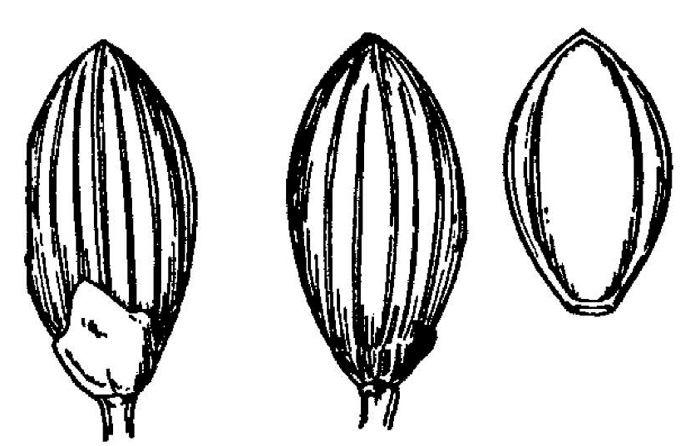 image of Dichanthelium roanokense, Roanoke Witchgrass