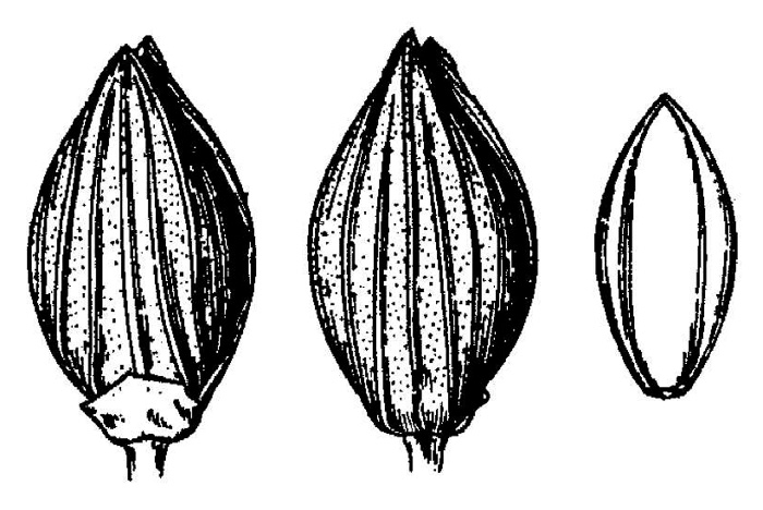 image of Dichanthelium scabriusculum, Tall Swamp Witchgrass