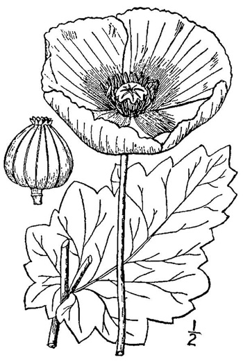 image of Papaver somniferum, Opium Poppy, Breadseed Poppy