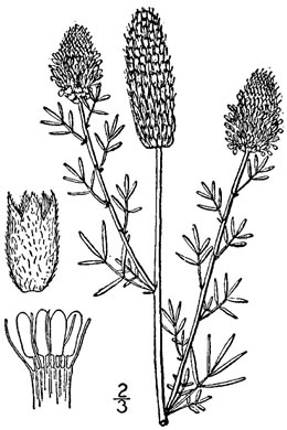 image of Dalea purpurea, Purple Prairie-clover