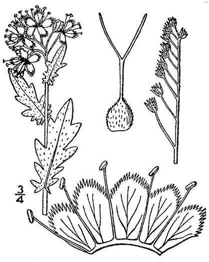 image of Phacelia purshii, Miami-mist