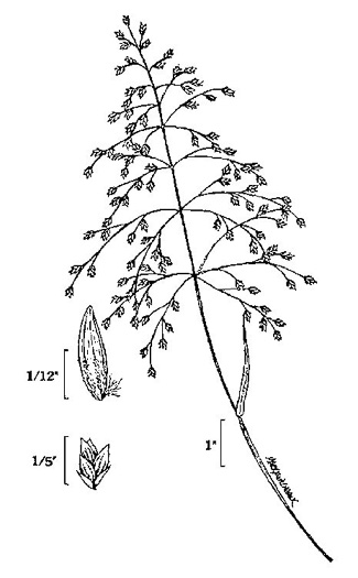 image of Poa sylvestris, Forest Bluegrass, Woodland Bluegrass