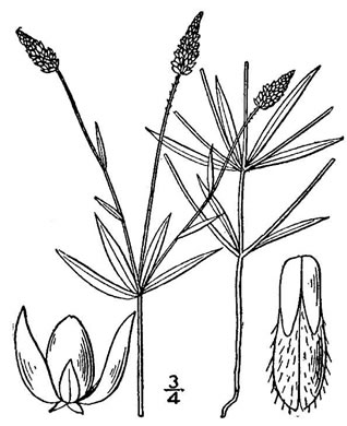 image of Polygala verticillata +, Whorled Milkwort