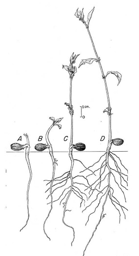 image of Prunus americana, American Wild Plum, Wild Plum