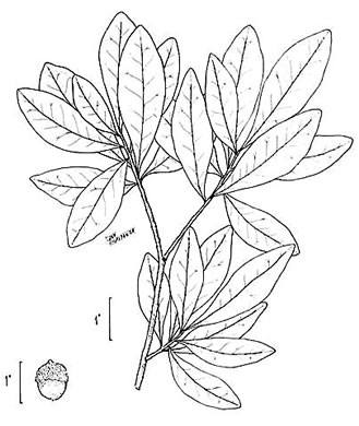 image of Quercus laurifolia, Laurel Oak, Swamp Laurel Oak, Diamond Leaf Oak