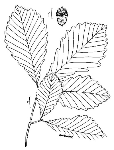 image of Quercus michauxii, Swamp Chestnut Oak, Basket Oak