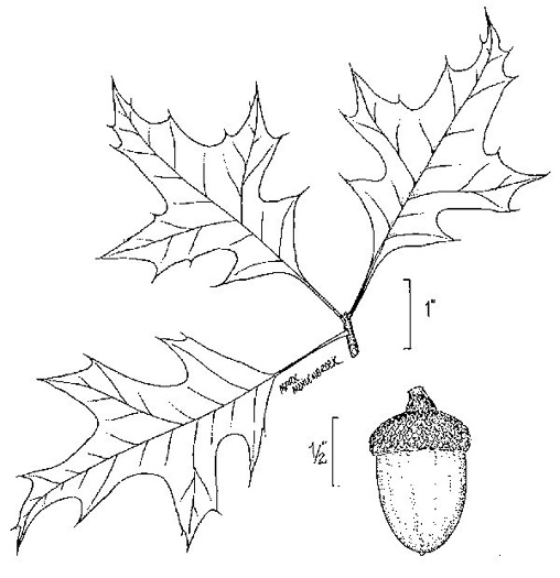 image of Quercus texana, Nuttall Oak, Texas Red Oak