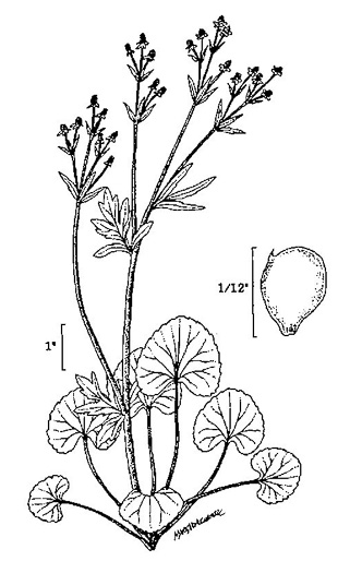 image of Ranunculus abortivus, Kidneyleaf Buttercup, Early Wood Buttercup, Small-flowered Buttercup, Kidneyleaf Crowfoot