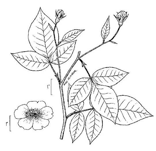 image of Rosa setigera, Ozark Rose, Climbing Prairie Rose