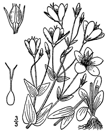 image of Sabatia angularis, Rose-pink, Bitterbloom, Common Marsh-pink, American Centaury