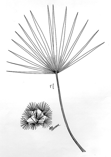 image of Sabal minor, Dwarf Palmetto, Bush Palmetto, Dwarf Blue Palmetto, Bluestem Palmetto