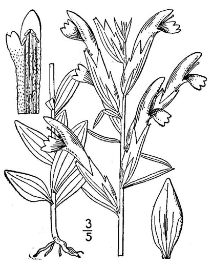 image of Schwalbea americana, American Chaffseed