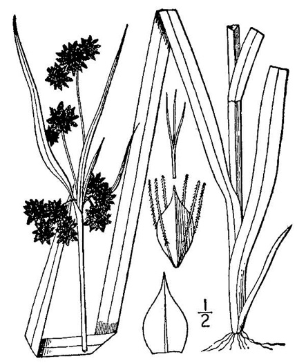 image of Scirpus atrovirens, Black Bulrush, Dark-green Bulrush