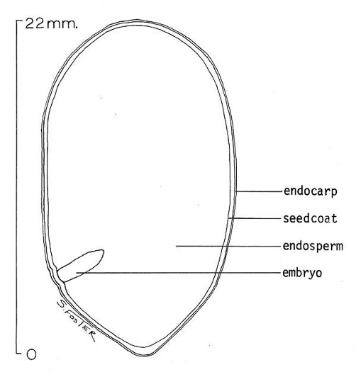 image of Serenoa repens, Saw Palmetto