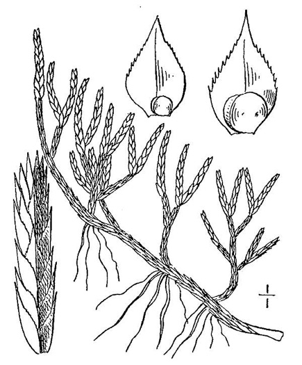 drawing of Bryodesma rupestre, Rock Spikemoss