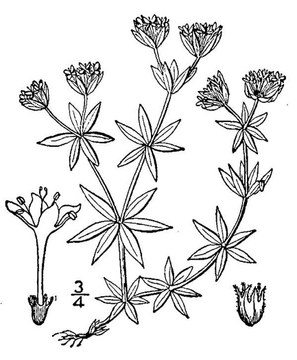 image of Galium sherardia, Field Madder, Blue Field-madder