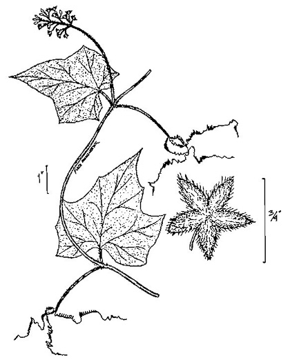 image of Sicyos angulatus, Bur-cucumber, Star-cucumber, Nimble-Kate