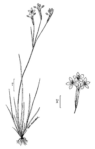 image of Sisyrinchium atlanticum, Atlantic Blue-eyed-grass, Eastern Blue-eyed-grass