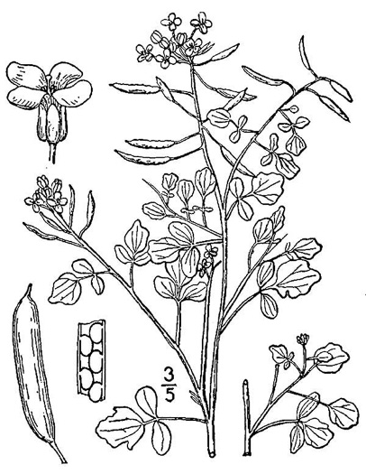 image of Nasturtium officinale, Watercress