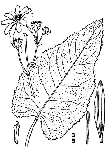 image of Silphium terebinthinaceum, Prairie-dock, Broadleaf Prairie-dock