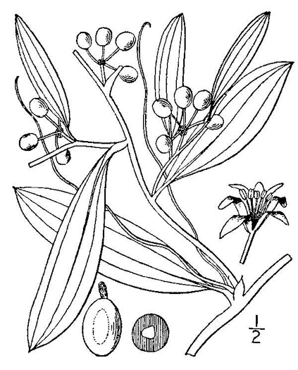 image of Smilax laurifolia, Bamboo-vine, Blaspheme-vine, Wild Bamboo, Laurel-leaf Greenbriar