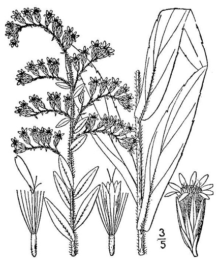 image of Solidago fistulosa, Pine Barren Goldenrod, Hairy Pineywoods Goldenrod, Shaggy Pineywoods Goldenrod