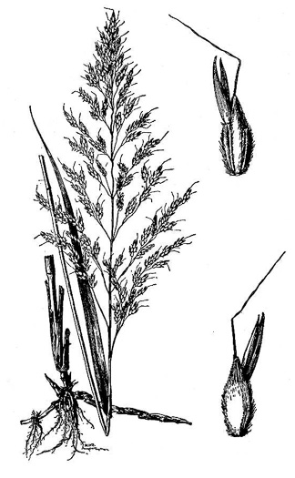 image of Sorghum halepense, Johnsongrass