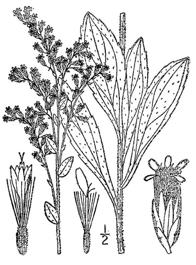 image of Solidago radula, Rough Goldenrod