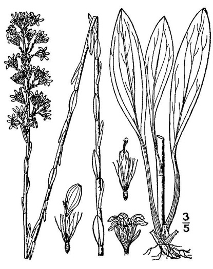 image of Solidago virgata, Southern Wand Goldenrod