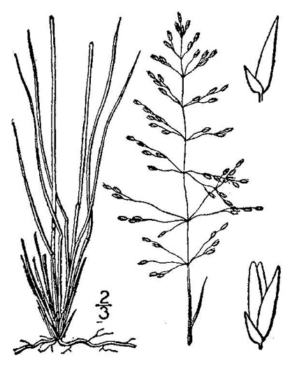 image of Sporobolus junceus, Sandhills Dropseed, Pineywoods Dropseed