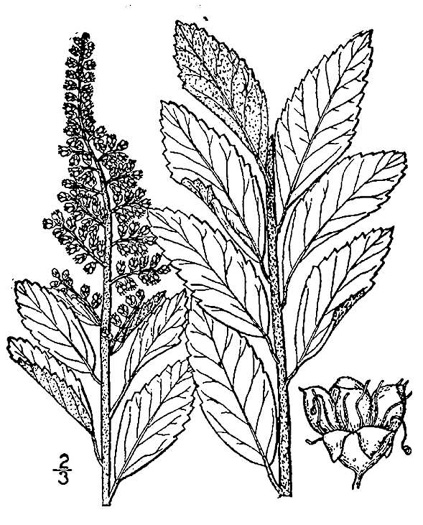 image of Spiraea tomentosa, Hardhack, Steeplebush, Rosy Meadowsweet