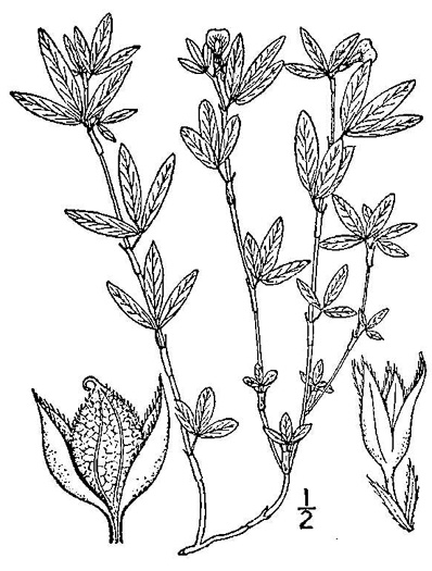 image of Stylosanthes biflora, Pencil-flower, Sidebeak Pencil-flower