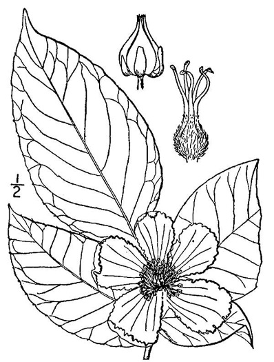 image of Stewartia ovata, Mountain Camellia, Mountain Stewartia