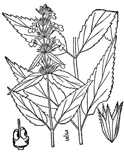 image of Stachys tenuifolia, Smooth Hedgenettle