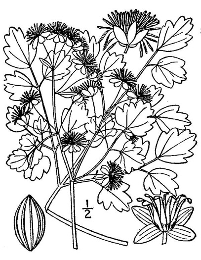 image of Thalictrum dioicum, Early Meadowrue