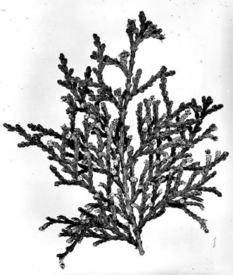 image of Platycladus orientalis, Oriental Arborvitae, Tree-of-life