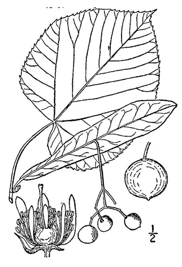 image of Tilia americana var. heterophylla, Mountain Basswood, White Basswood