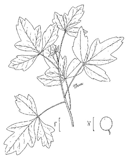 image of Toxicodendron pubescens, Poison Oak, Southeastern Poison Oak