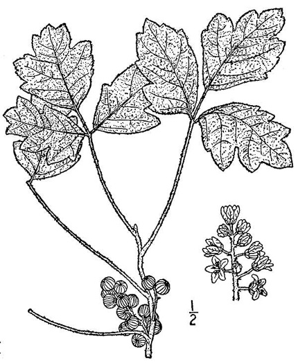 image of Toxicodendron pubescens, Poison Oak, Southeastern Poison Oak