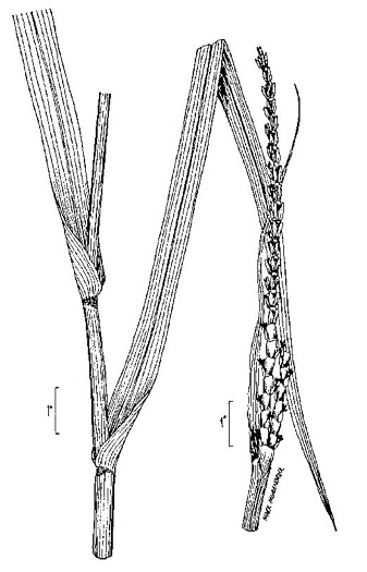 image of Tripsacum dactyloides var. dactyloides, Gama Grass, Eastern Gamagrass