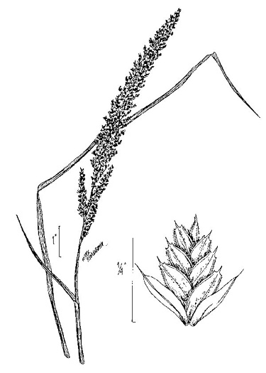 image of Tridens strictus, Longspike Tridens, Longspike Fluffgrass, Spike Triodia