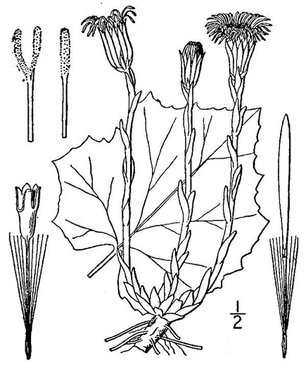 image of Tussilago farfara, Coltsfoot